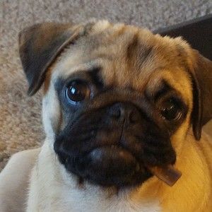 Meet your Posher, Uber